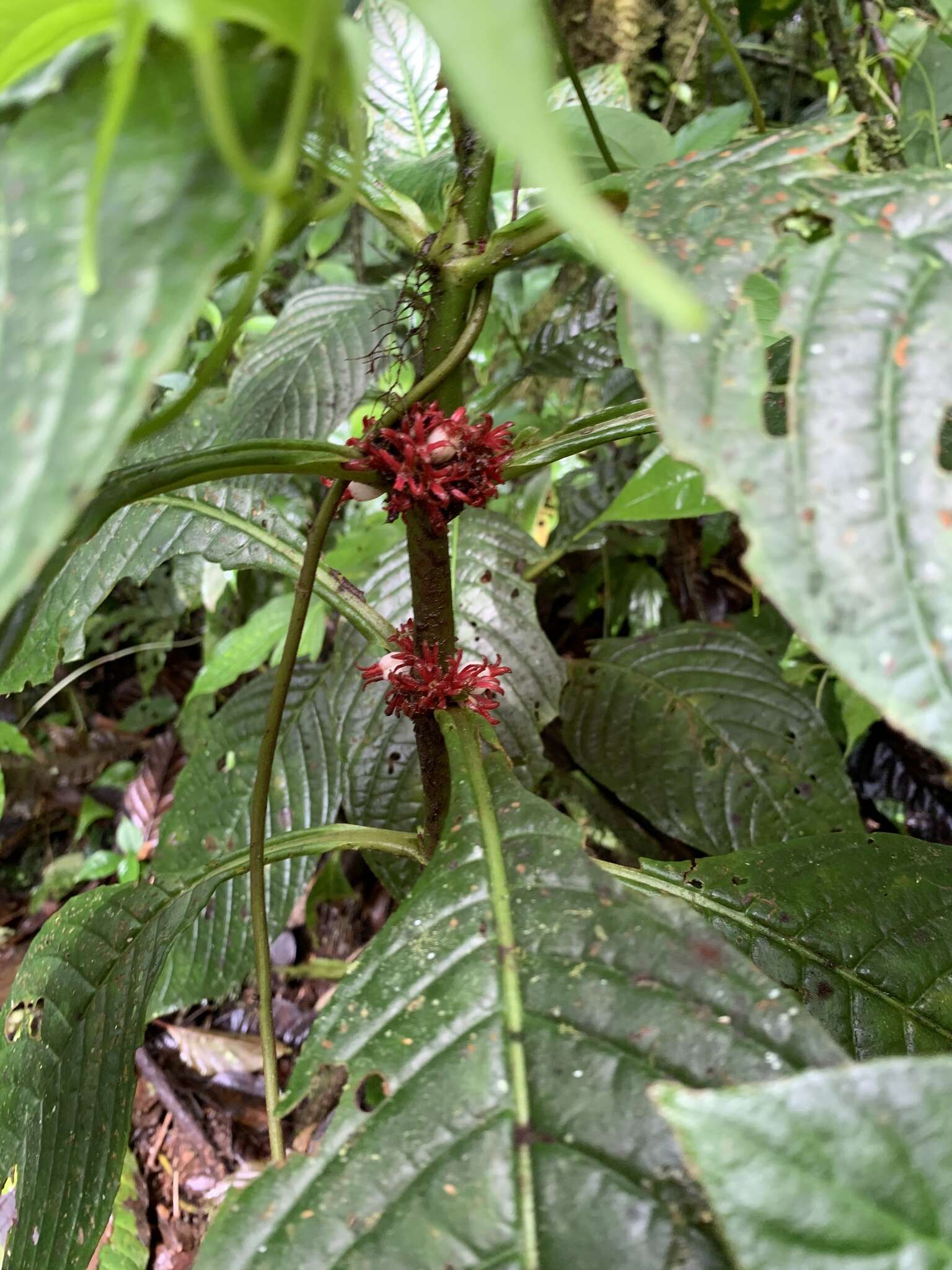 Image of Hoffmannia congesta (Oerst.) Dwyer