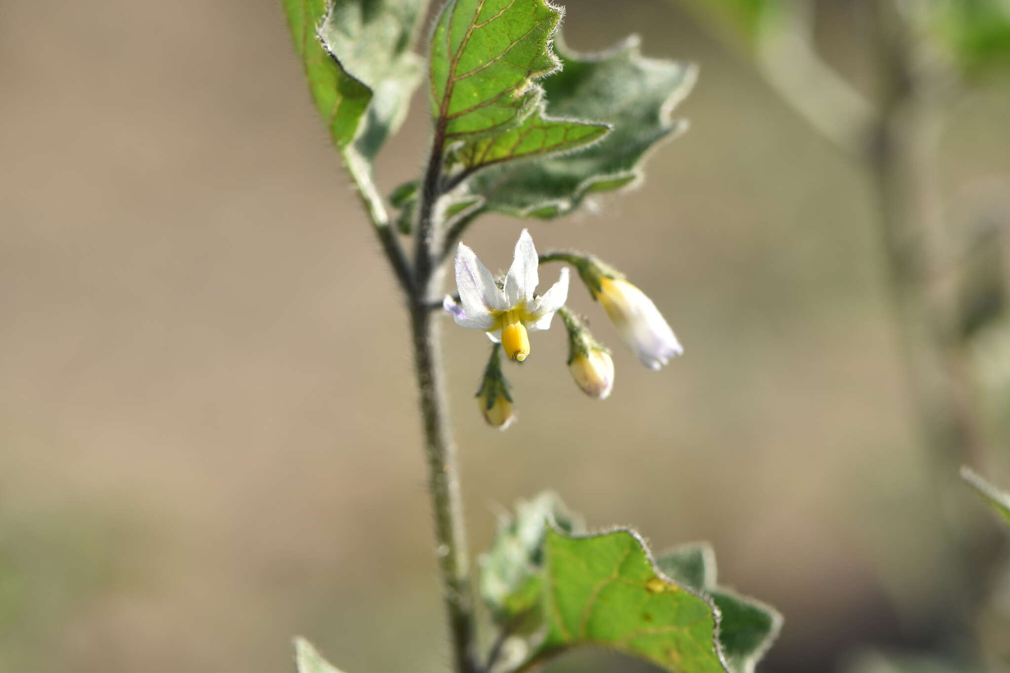 Image of hairy nightshade