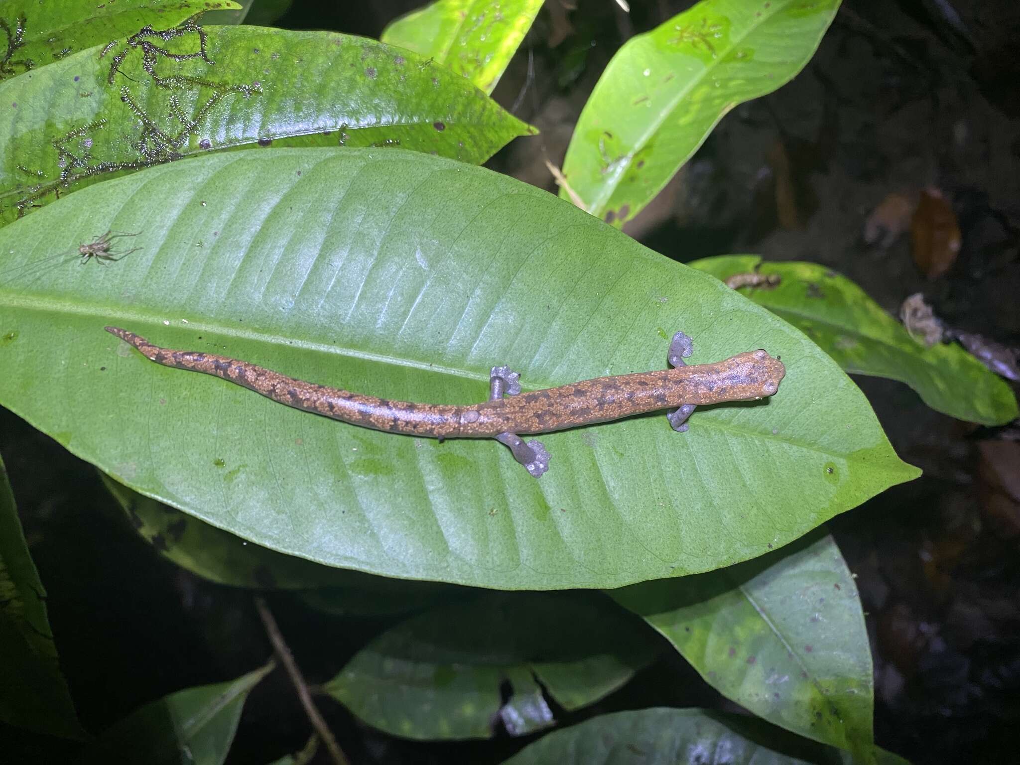 Image of Camron Mushroom-tongue Salamander