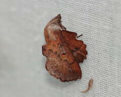 Image of American Lappet Moth