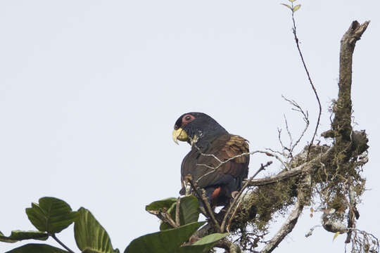 Image of Bronze-winged Parrot