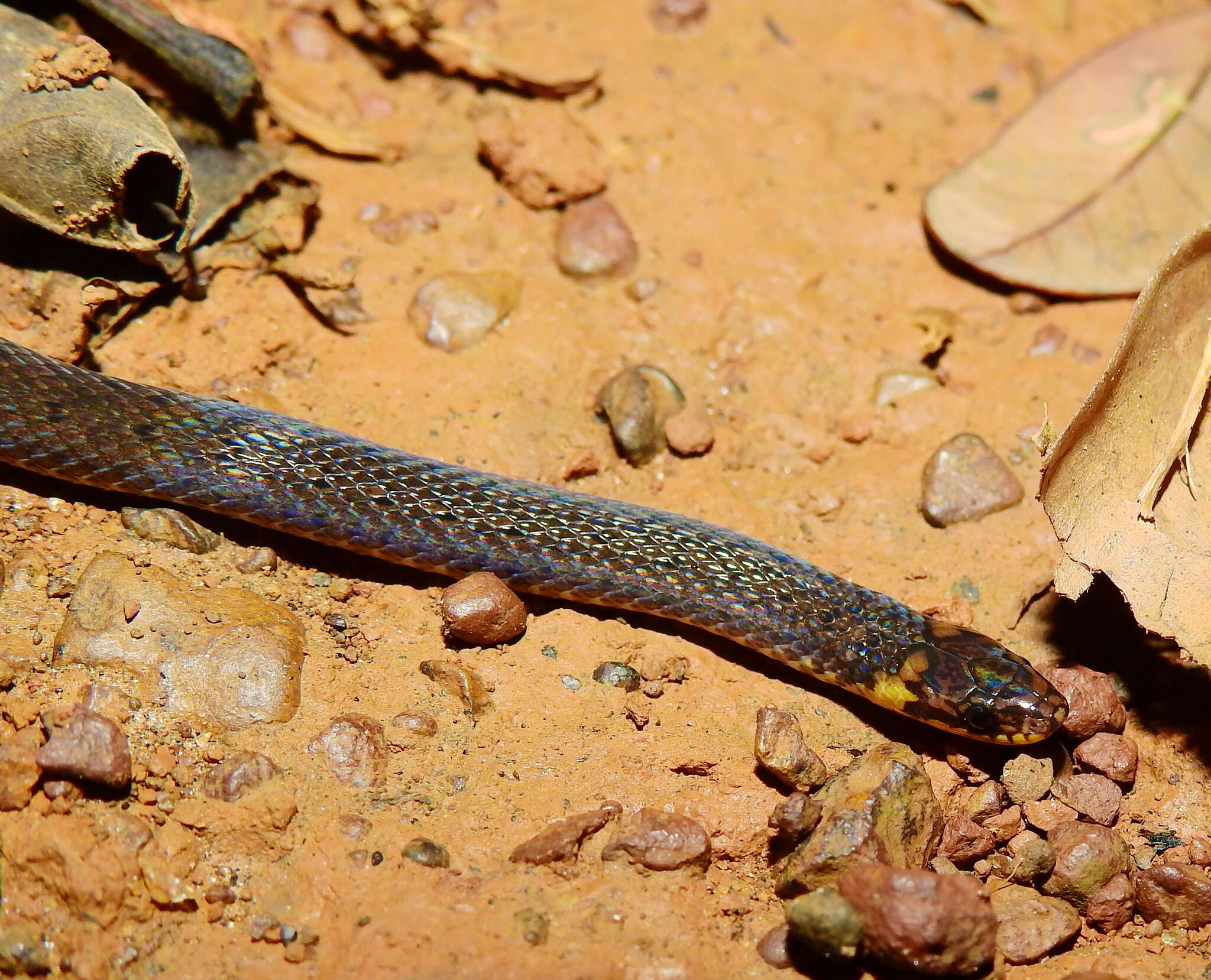 Image of Zidok's Ground Snake