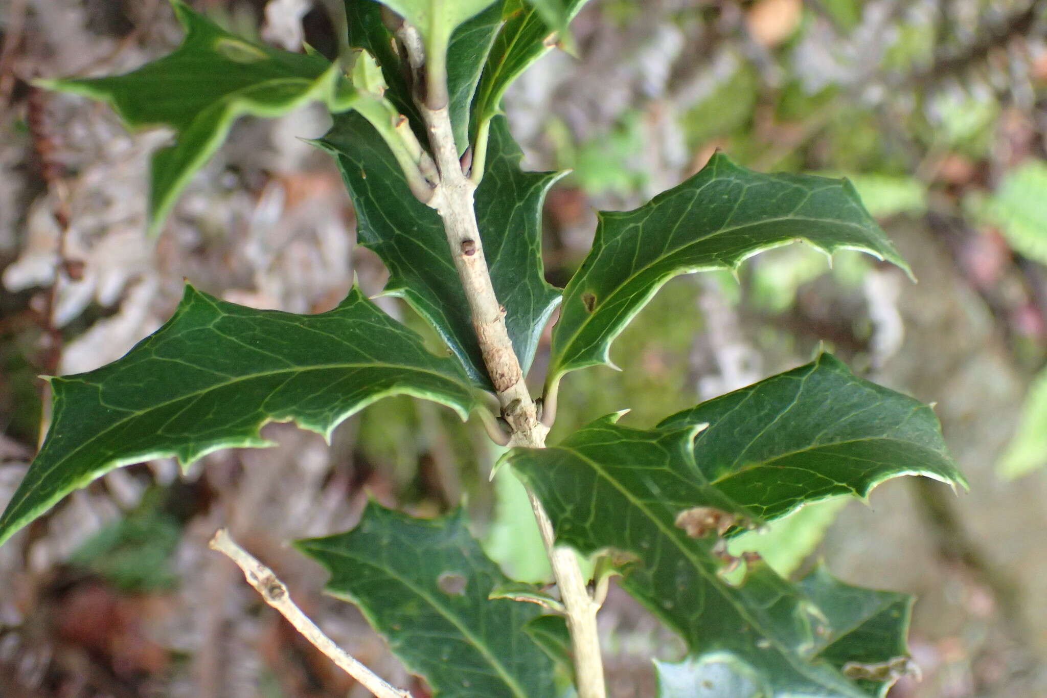 Image of holly osmanthus