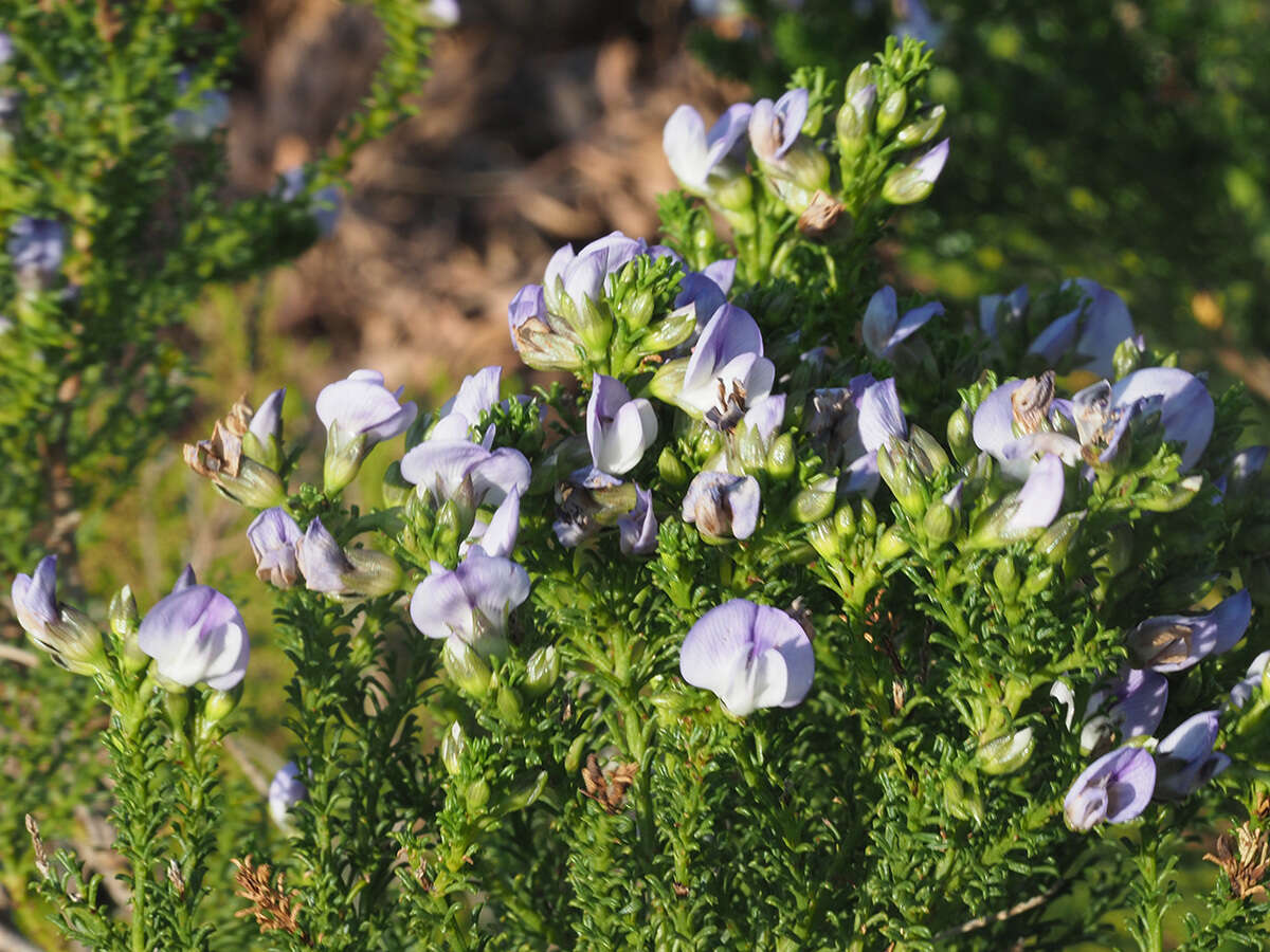 Image of Psoralea aculeata L.