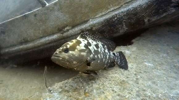 Image of Camouflage Grouper