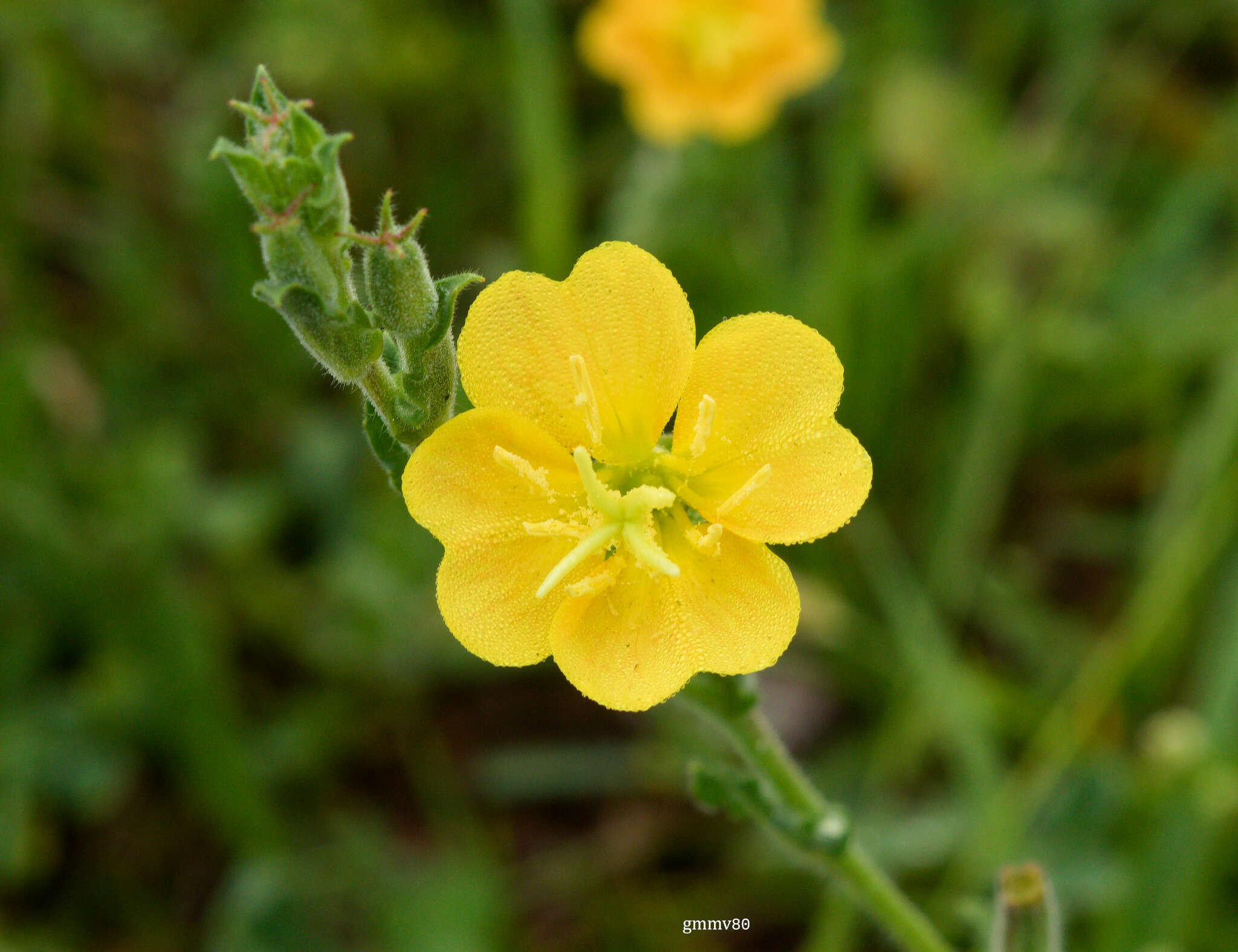 Imagem de Oenothera parodiana Munz