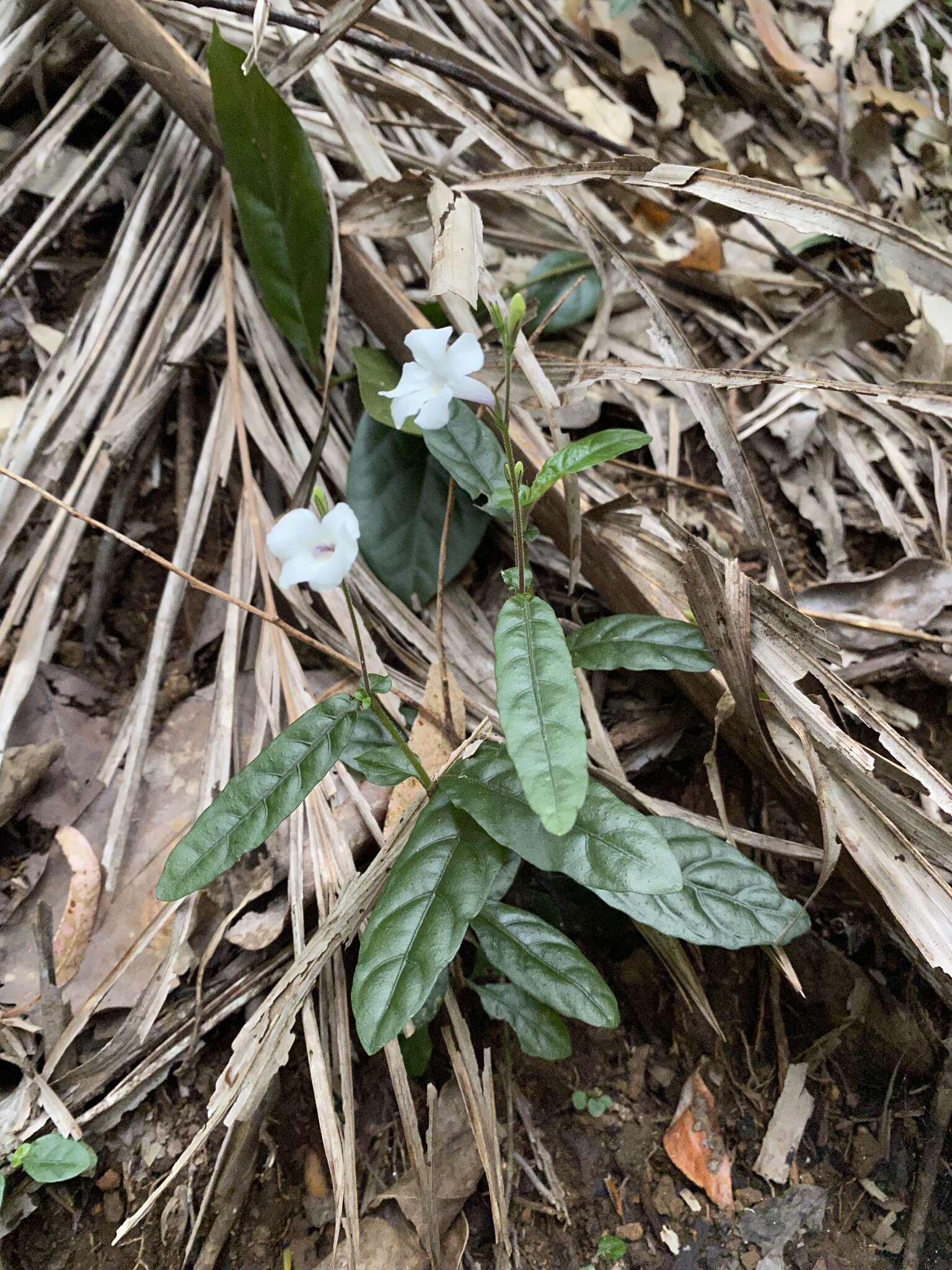 Image of Brunoniella spiciflora (F. Muell. ex Benth.) Bremek.