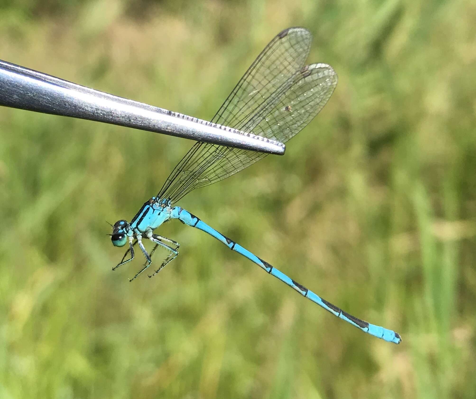 Coenagrion lanceolatum (Selys ex Selys & McLachlan 1872) resmi