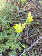 Image of Scutellaria orientalis L.