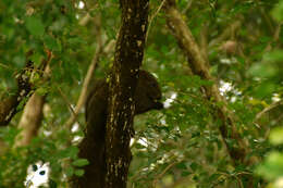 Imagem de Callosciurus erythraeus thaiwanensis (Bonhote 1901)