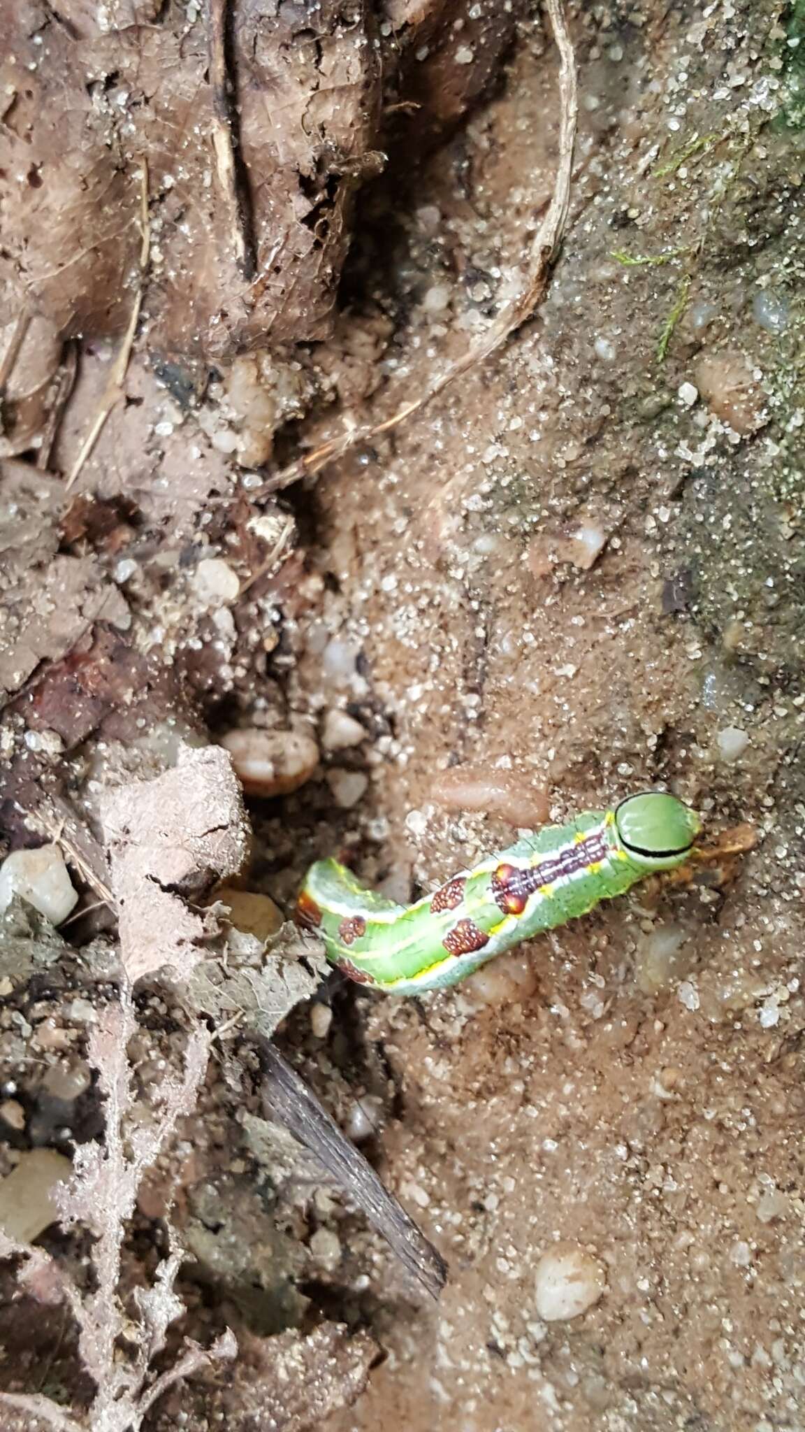 Image of Variable Oakleaf Caterpillar Moth