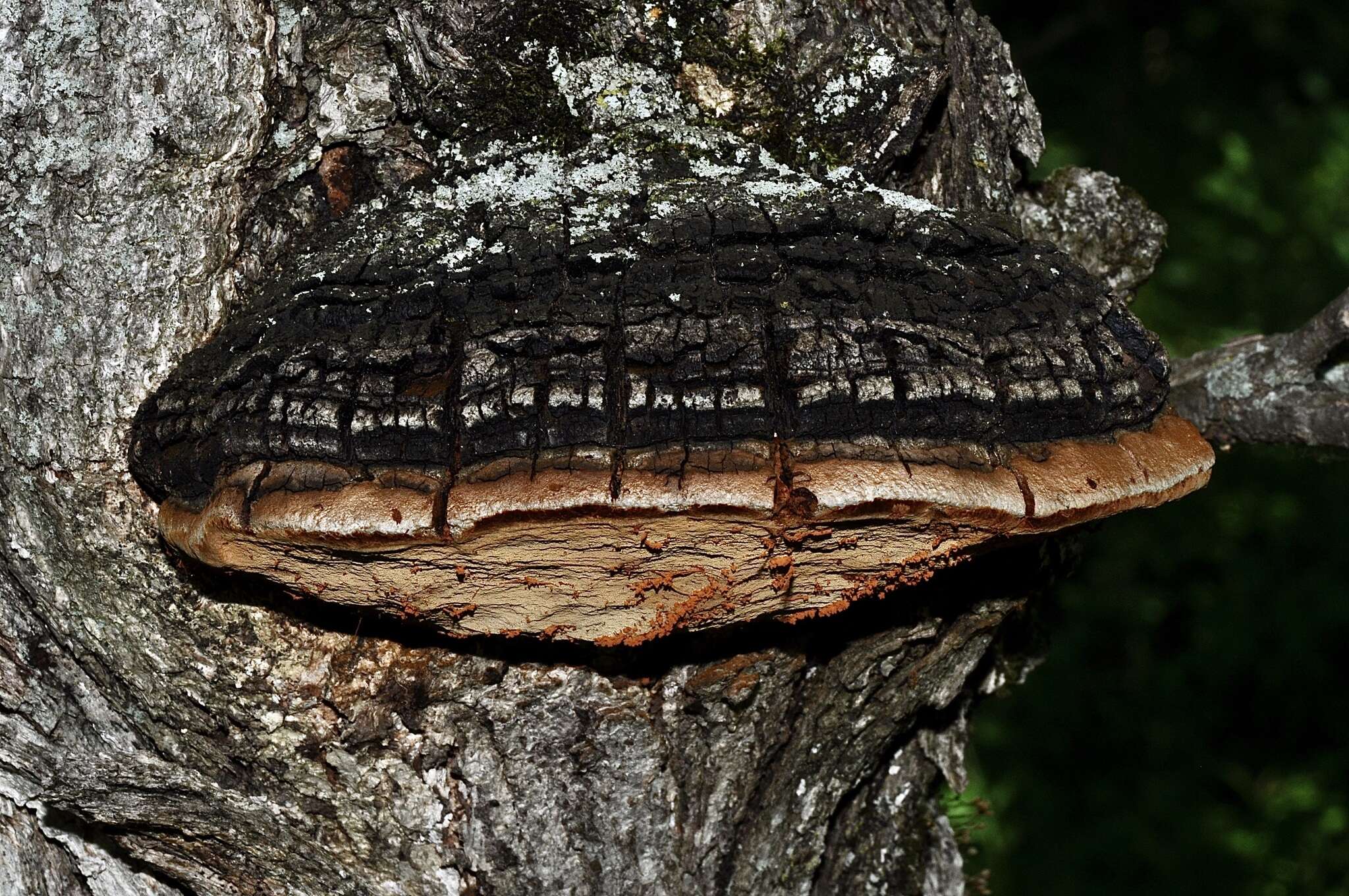 Imagem de Phellinus everhartii (Ellis & Galloway) A. Ames 1913