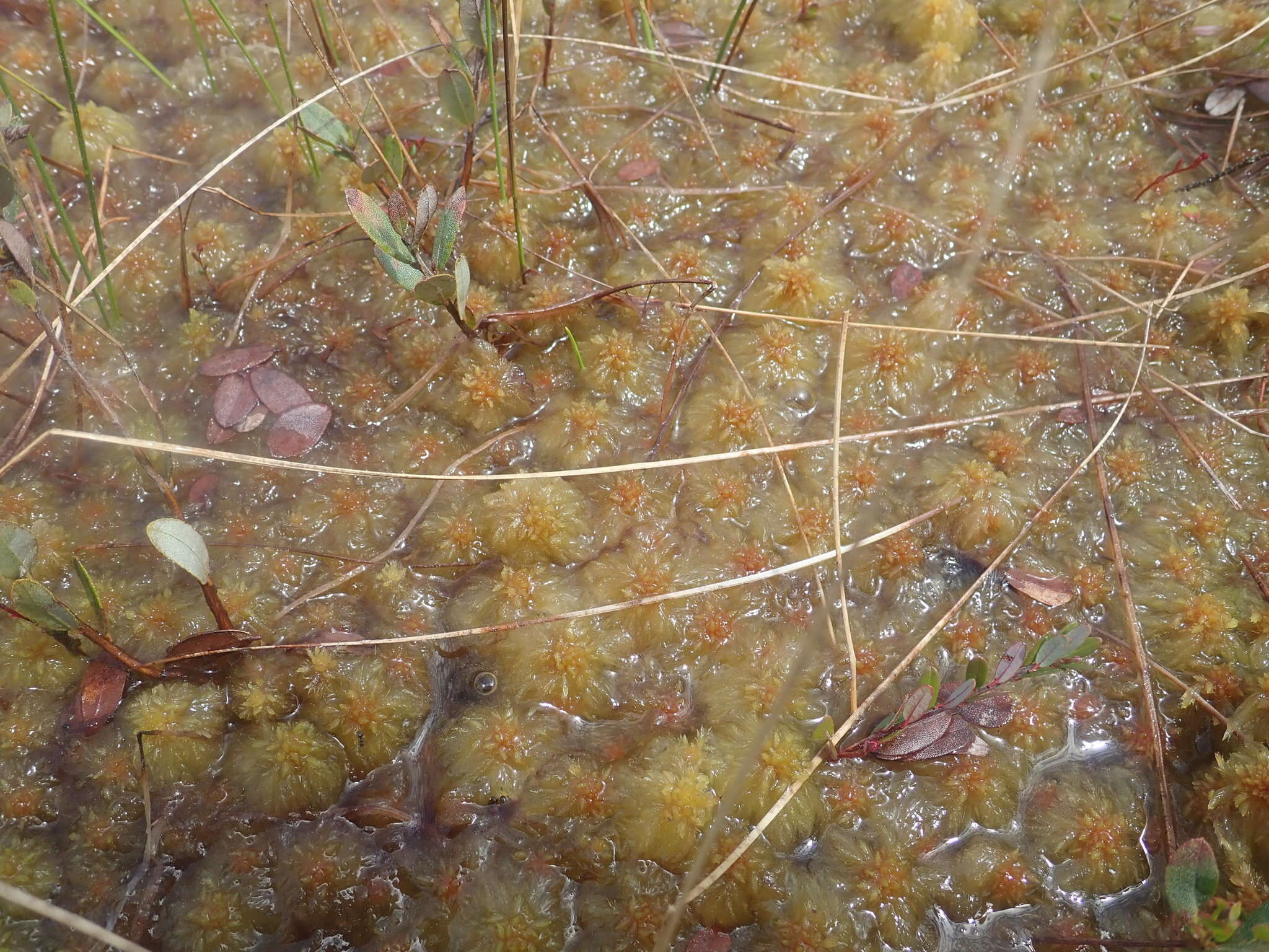 Imagem de Sphagnum cuspidatum Ehrhart ex G. F. Hoffmann 1796