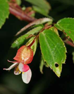 Image of fuchsia begonia