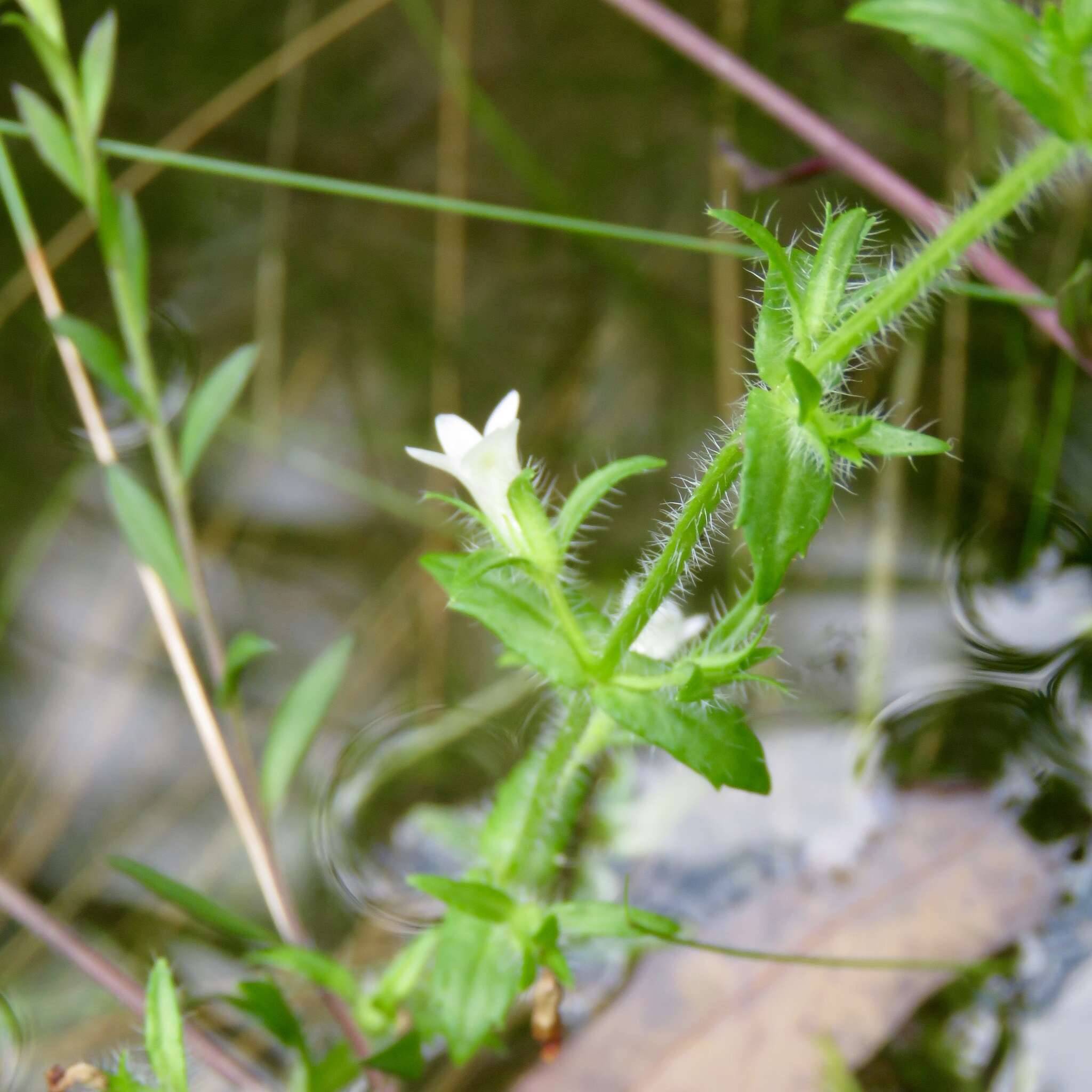 Image de Gratiola pilosa Michx.