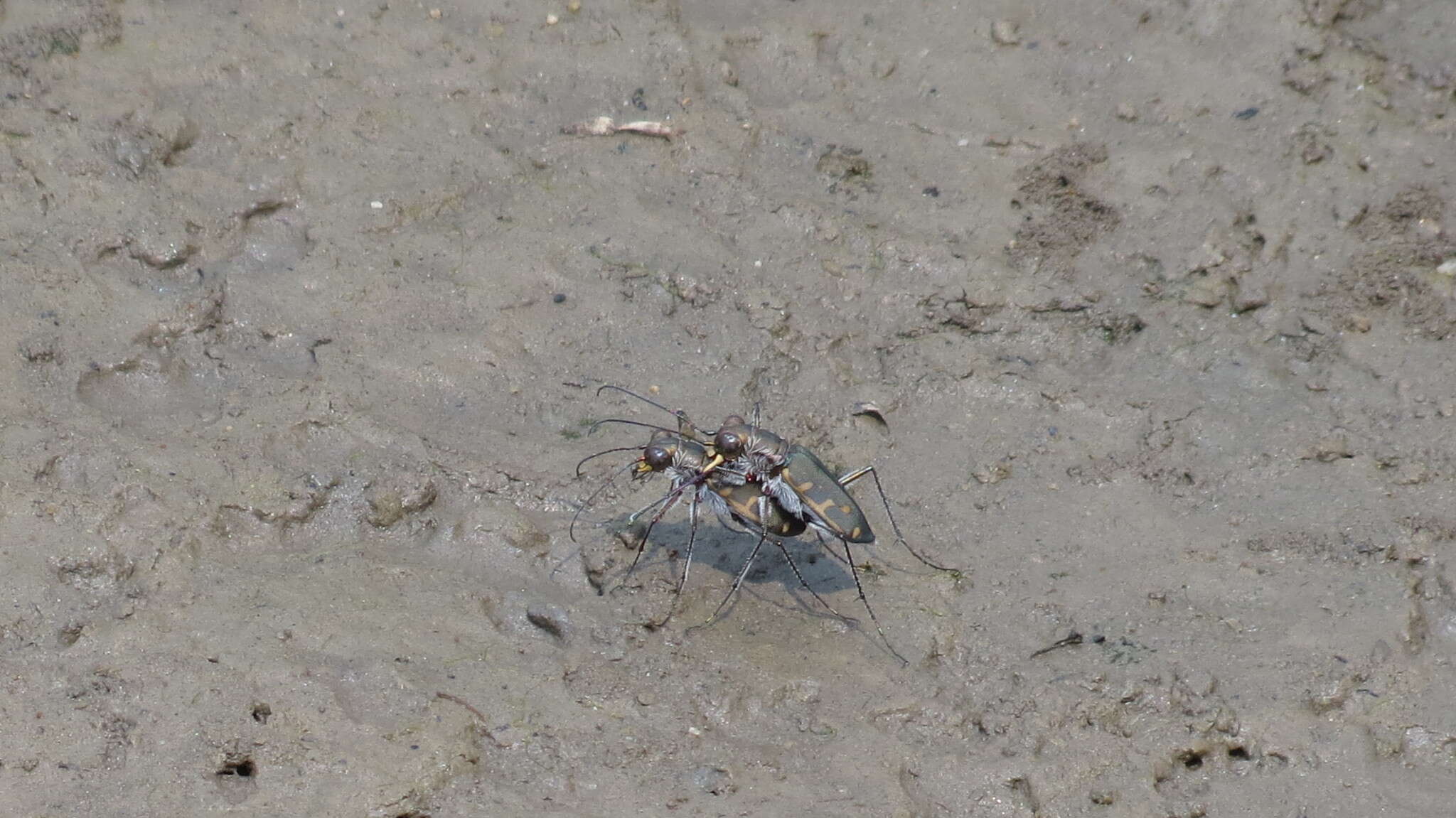 Sivun Cicindela (Cicindelidia) roseiventris Chevrolat 1834 kuva