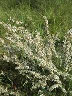 Image of Leptospermum continentale J. Thompson