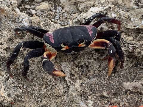 Imagem de Gecarcinus ruricola (Linnaeus 1758)