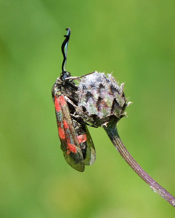 Image of Zygaena centaureae Fischer de Waldheim 1832