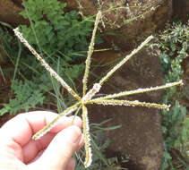 Image of Fan grass