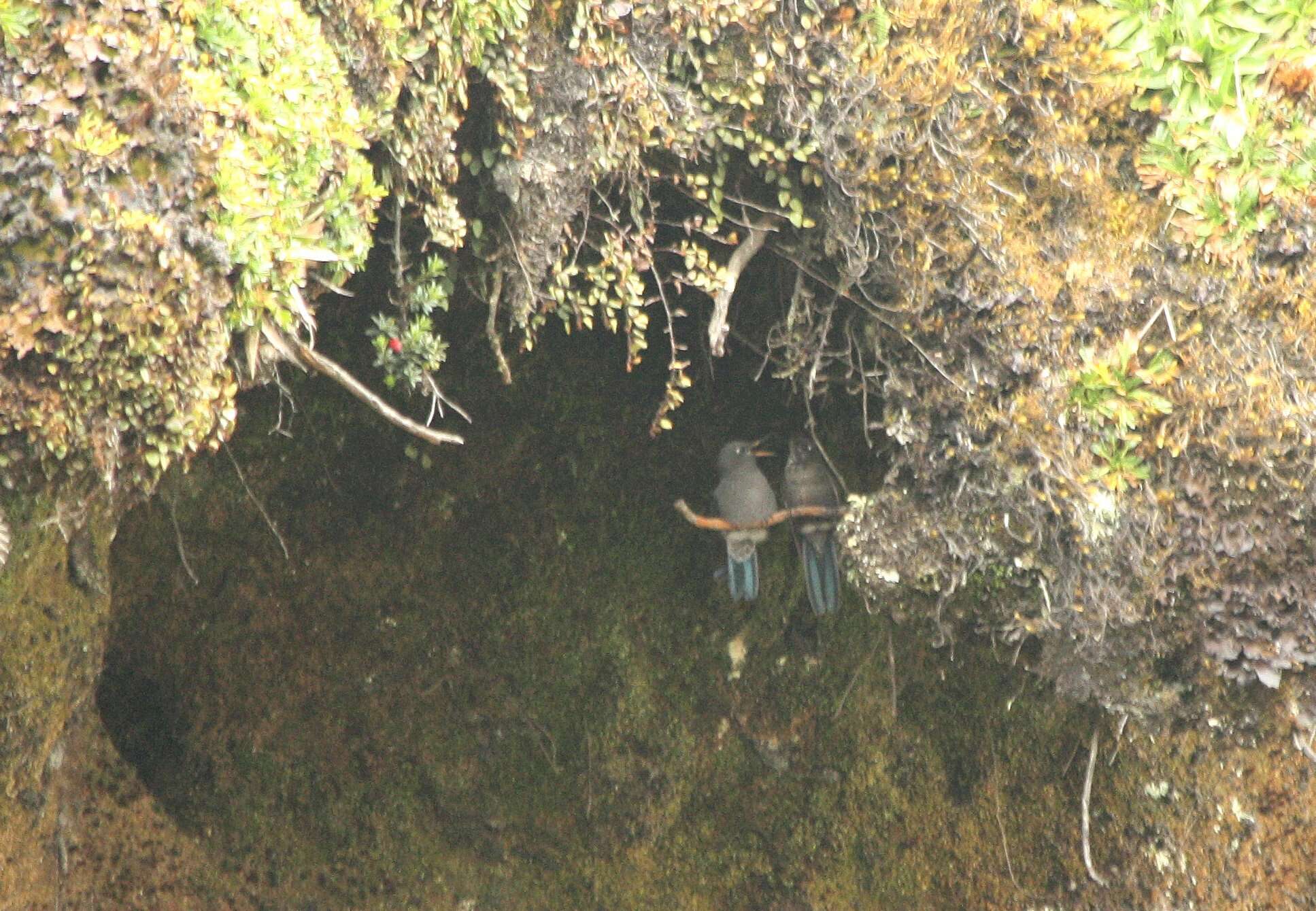 Image of Blue-mantled Thornbill