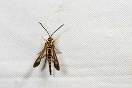 Imagem de <i>Ichneumenoptera gryphus</i>