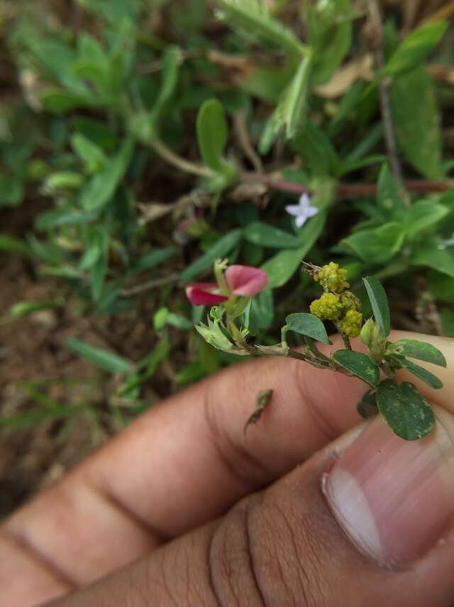 Plancia ëd Alysicarpus monilifer (L.) DC.