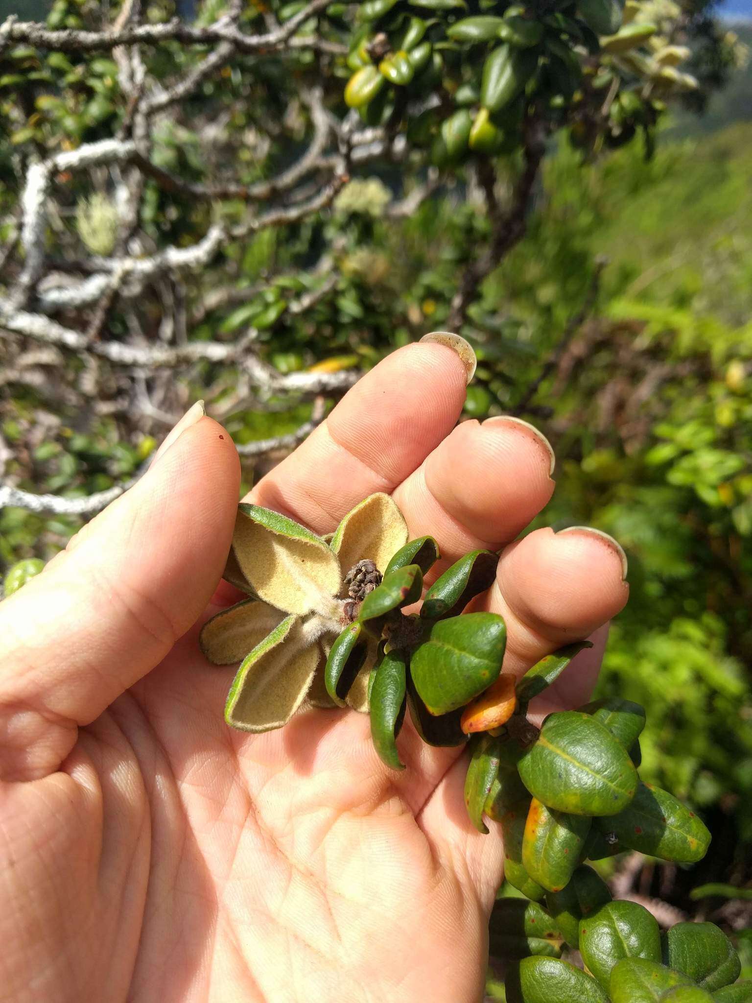 Image of Lehua Papa