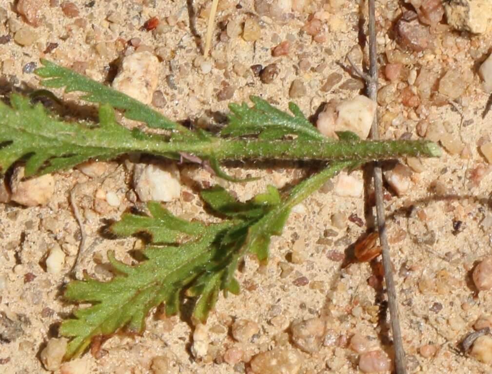 Image of Hermannia diffusa L. fil.