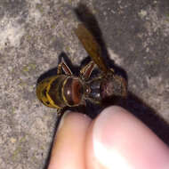 Image of Hornet