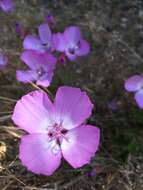 Plancia ëd Clarkia lewisii P. H. Raven & D. R. Parnell