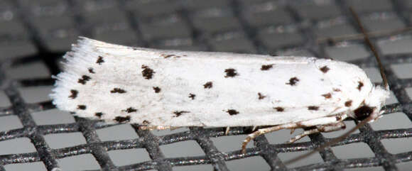 Image of Ethmia prattiella Busck 1915