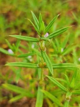 Image of Spermacoce stachydea DC.