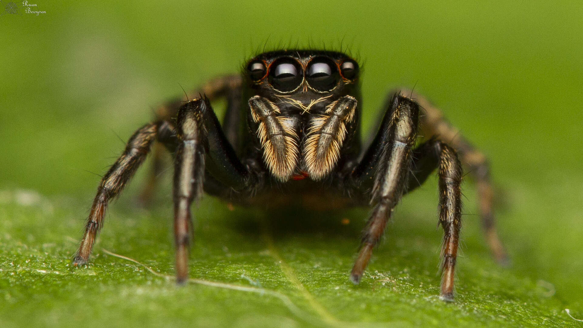 Image of Rumburak laxus (Zhang & Maddison 2012)