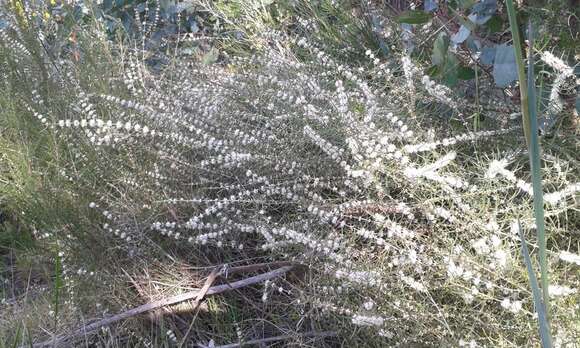 Image of Hypocalymma angustifolium Schau.