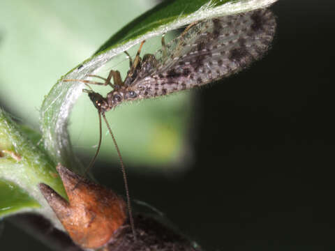 Image of Brown lacewing