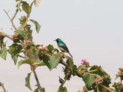 Image of Eastern Double-collared Sunbird