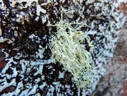 Image of intermediate cartilage lichen