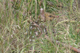 Image of quoll