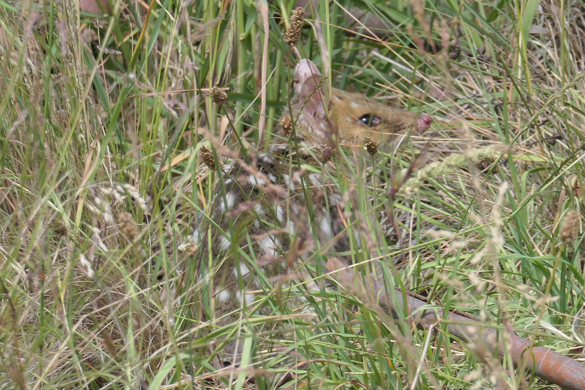 Image of quoll