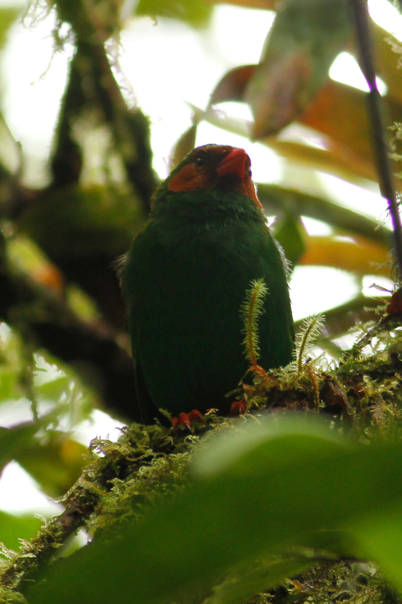 Chlorornis Reichenbach 1850的圖片