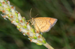 Image of Idaea flaveolaria