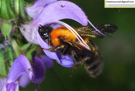 Image of Bombus longipes Friese 1905