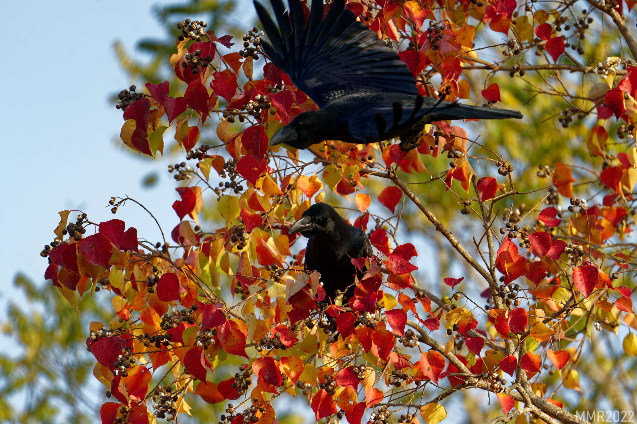 Image of Corvus macrorhynchos japonensis Bonaparte 1850