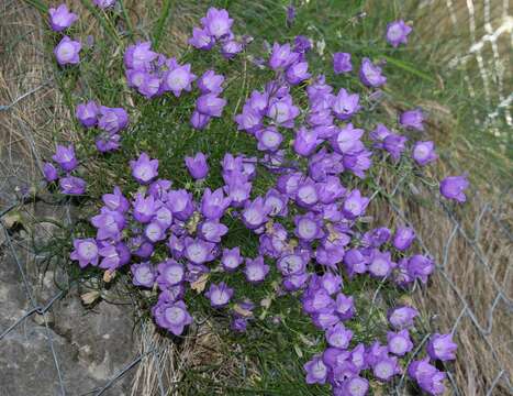 Imagem de Campanula carnica Schiede ex Mert. & W. D. J. Koch