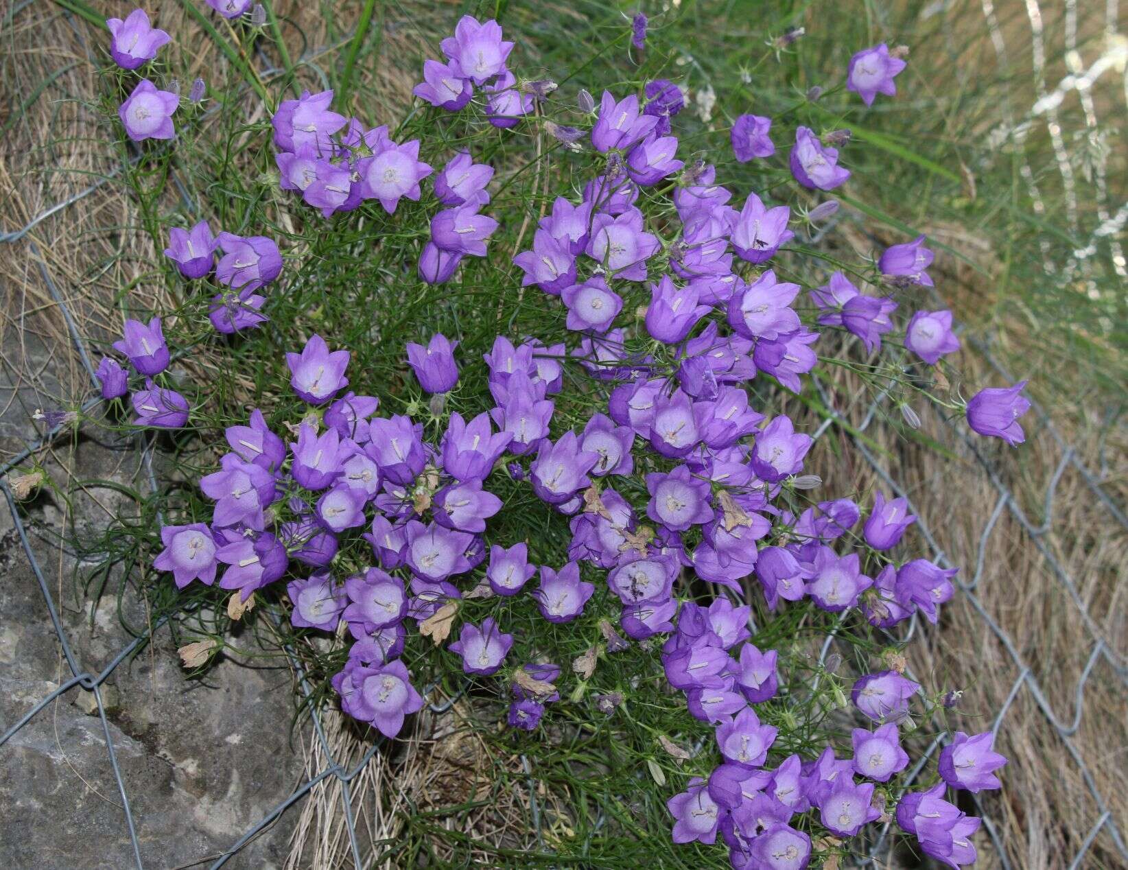 Image of Karnische Glockenblume