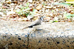 Image of Double-barred Finch
