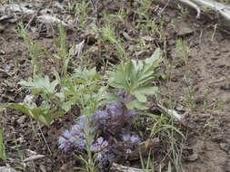 Image of <i>Hydrophyllum alpestre</i>