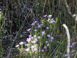 Image of Linanthus californicus (Hook. & Arn.) J. M. Porter & L. A. Johnson