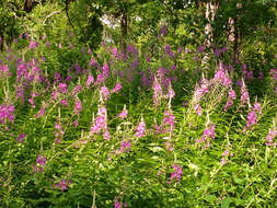 Image of Narrow-Leaf Fireweed